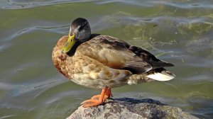 10646855_546108838823321_3531862701834175204_n